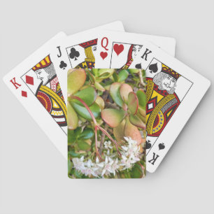 Baraja De Cartas Crassula ovata