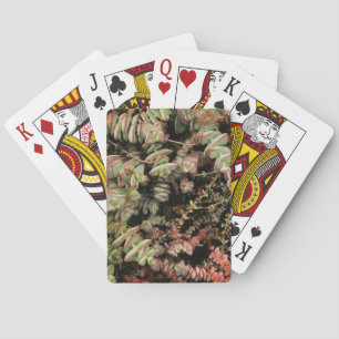 Baraja De Cartas Crassula perforata
