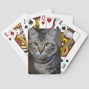 Baraja De Cartas Crea Tu Propia Foto Personalizada De Tu Gato Masco