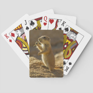 Baraja De Cartas Cría de perro de pradera comiendo, Arizona