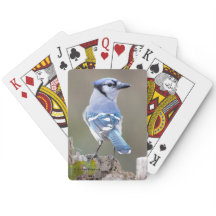 Cuadrillo de Jay azul en Treestump