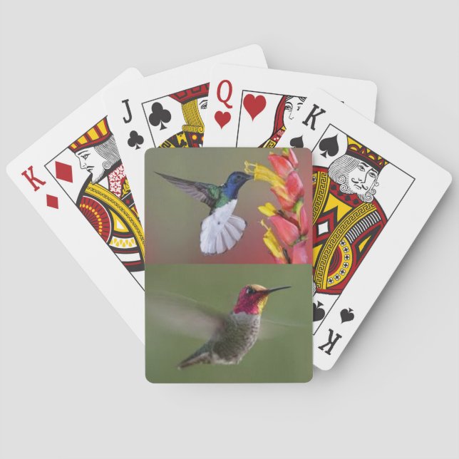 Baraja De Cartas Cubierta de los colibríes de tarjetas (Reverso)