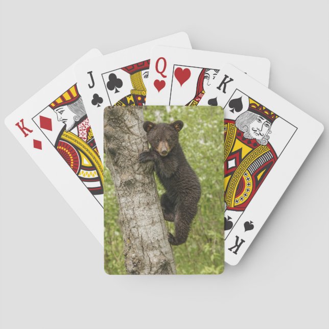 Baraja De Cartas Cubo de oso negro en árbol (Reverso)
