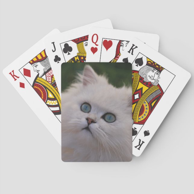 Baraja De Cartas Curious cute white kitten (Reverso)