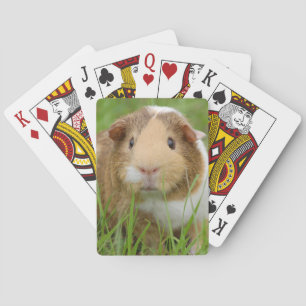 Baraja De Cartas Cute Domestic Guinea Pig
