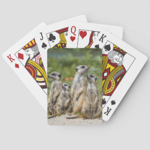 Baraja De Cartas Cute Meerkats