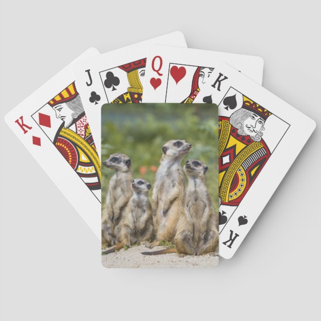 Baraja De Cartas Cute Meerkats (Reverso)