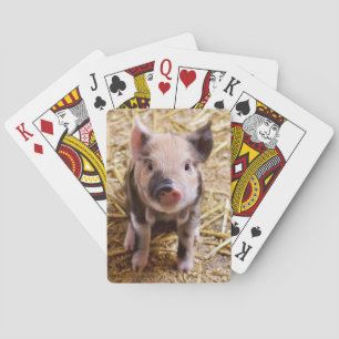Baraja De Cartas Cute Pic of a baby Pig