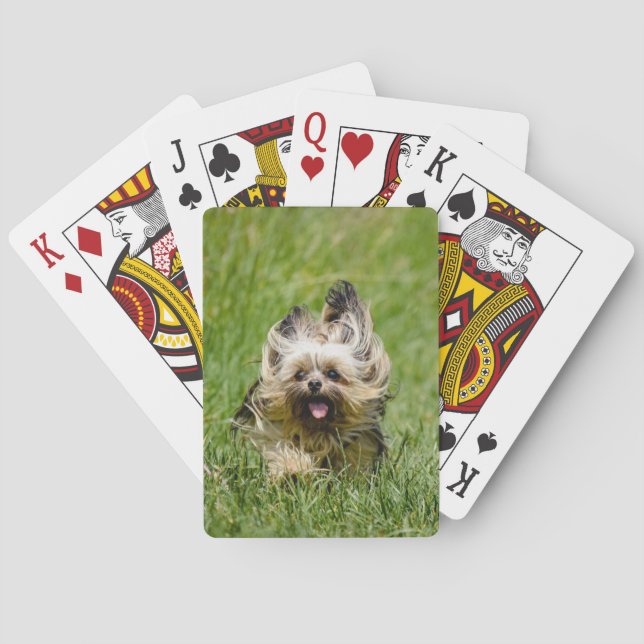 Baraja De Cartas Cute Yorkshire Terrier Running Through Grass (Reverso)