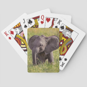 Baraja De Cartas Cutest Baby Animals   Baby Elephant Kenya Africa