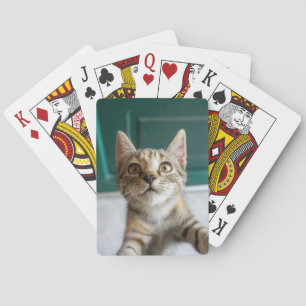 Baraja De Cartas Cutest Baby Animals   Cute Tabby Kitten