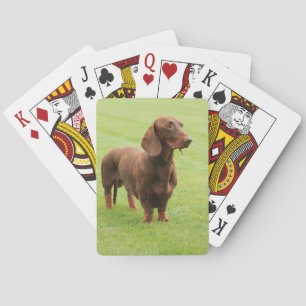 Baraja De Cartas Dachshund