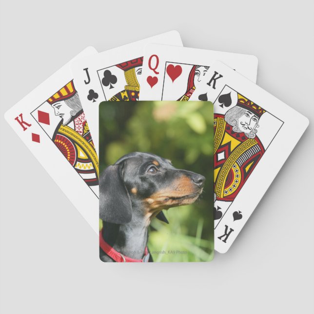 Baraja De Cartas Dachshund 3 de Miniture negra y tan (Reverso)
