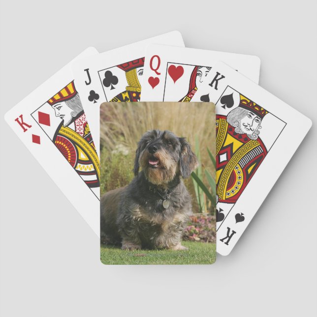 Baraja De Cartas Dachshund estándar de cabello alambrado (Reverso)