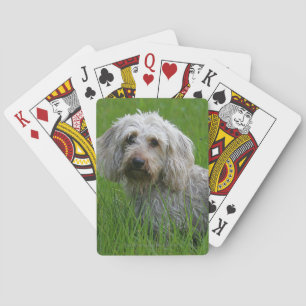 Baraja De Cartas Dachshund estándar de cabello alambrado en hierba