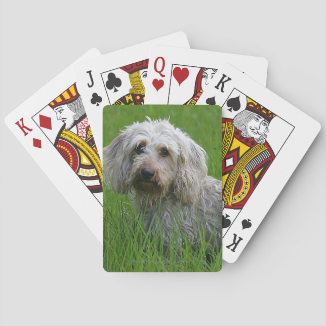 Baraja De Cartas Dachshund estándar de cabello alambrado en hierba (Reverso)