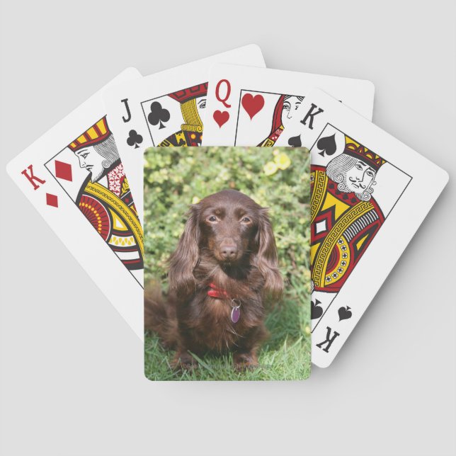 Baraja De Cartas Dachshund miniatura de pelo largo de Brown (Reverso)