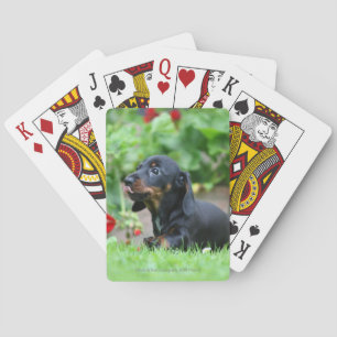 Baraja De Cartas Dachshund miniatura Liso-haired 1