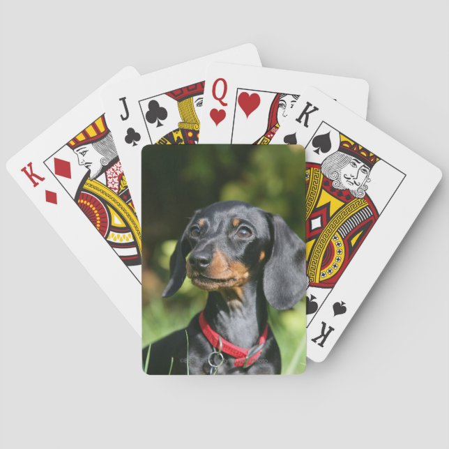 Baraja De Cartas Dachshund miniatura Liso-haired 3 (Reverso)