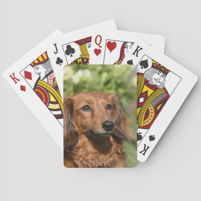 Baraja De Cartas Dachshund, una miniatura de cabello largo y rojo (Reverso)