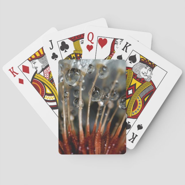 Baraja De Cartas Dandelion y gotas de agua, CA (Reverso)