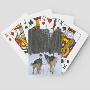 Baraja De Cartas Derrame de perro en Quebec, Canadá