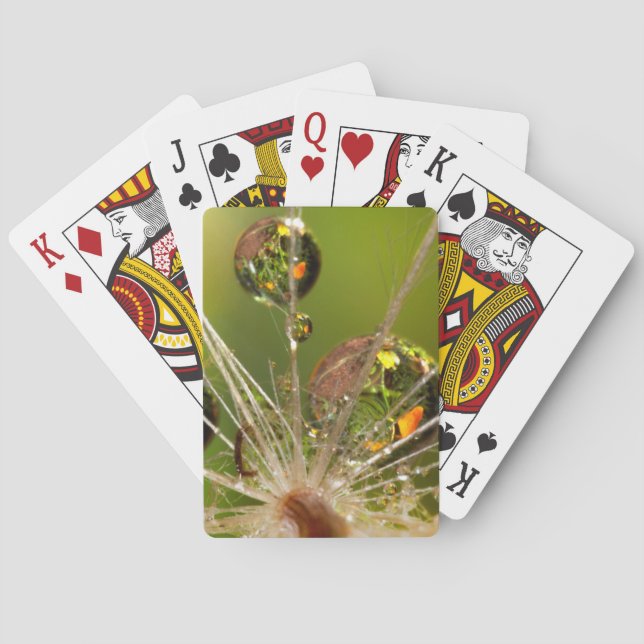 Baraja De Cartas Diente De León Y Gotitas De Agua (Reverso)