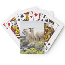 Diseños extravagantes - Oveja en un campo