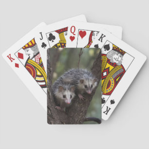 Baraja De Cartas Doble problema en el dosel forestal: dobles posumo