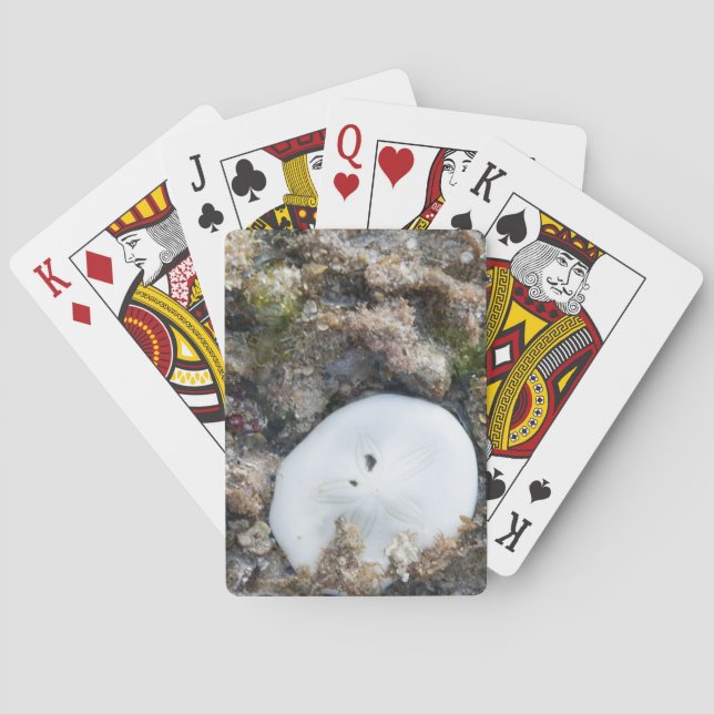 Baraja De Cartas Dólar de arena en el arrecife de Fiji con baja mar (Reverso)