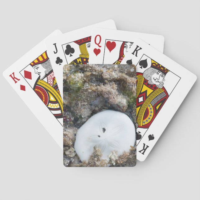 Baraja De Cartas Dólar de arena en el arrecife de Fiji con baja mar (Reverso)