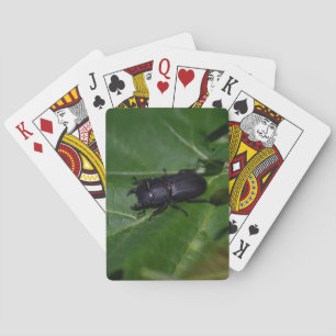 Baraja De Cartas Dorcus parallelipipedus , el escarabajo de menor t