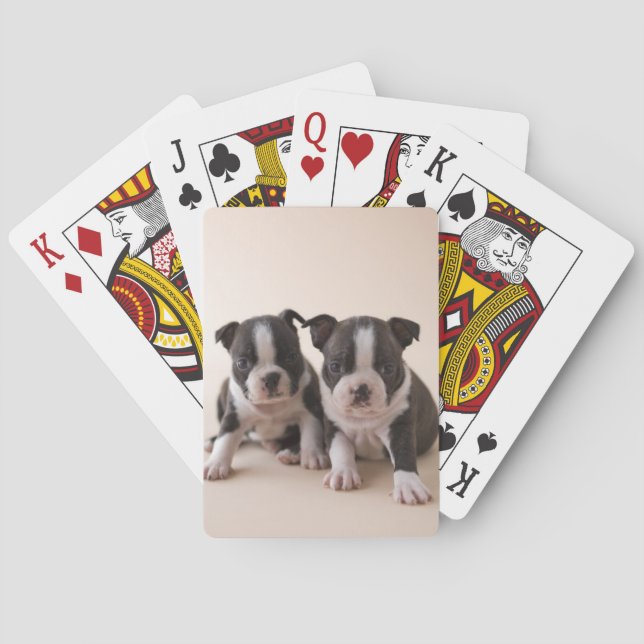 Baraja De Cartas Dos cachorros de Boston Terrier (Reverso)