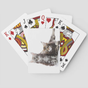 Baraja De Cartas Dos gatitos de Maine coon cat