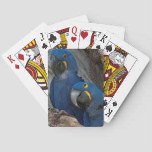Baraja De Cartas Dos guacamayos jacintos, Brasil