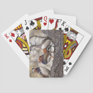 Baraja De Cartas Dos machos compitiendo por una hembra de pato mand