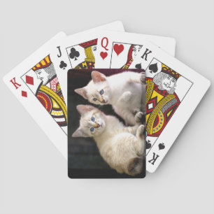 Baraja De Cartas Dos Mekong Bobtail Tabby Point Kittens