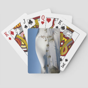 Baraja De Cartas Dunas transversales y Yucca Soaptree