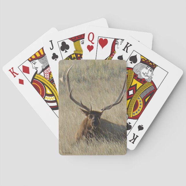 Baraja De Cartas E25 Alce Macho Acostado en la Hierba (Reverso)