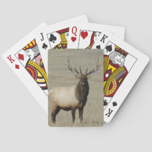 Baraja De Cartas E46 Alce Toro Grande Toro