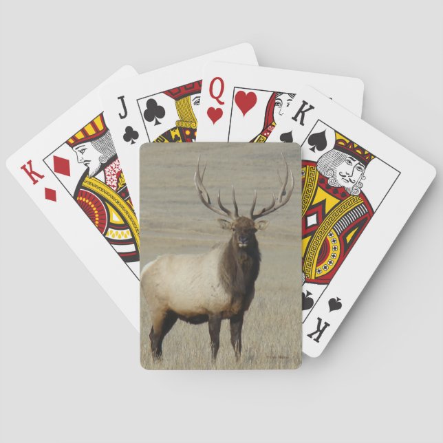 Baraja De Cartas E46 Alce Toro Grande Toro (Reverso)