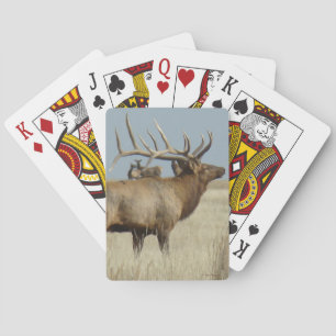 Baraja De Cartas E4 Maestro de manada de elk toro