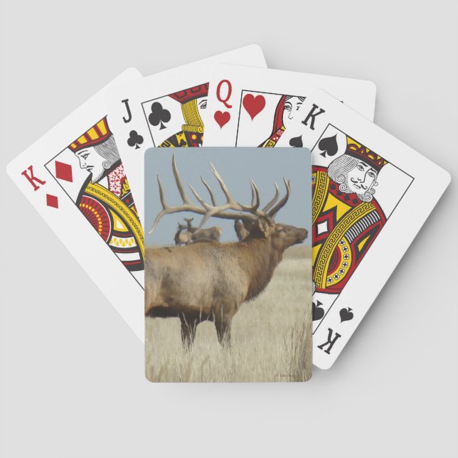 Baraja De Cartas E4 Maestro de manada de elk toro (Reverso)