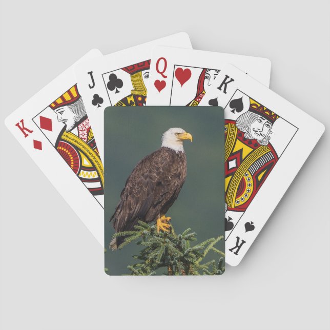 Baraja De Cartas Eagle calvo real (Reverso)