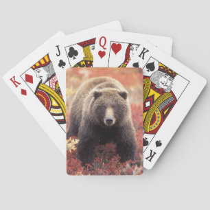 Baraja De Cartas EE. UU., Alaska, Parque Nacional Denali, osa grizz