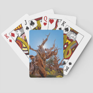 Baraja De Cartas EE. UU., California, Bosque Nacional Inyo 10