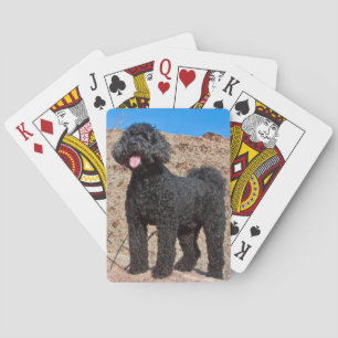 Baraja De Cartas EE. UU., California. Labradoodle de pie