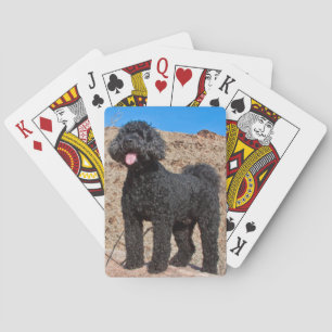 Baraja De Cartas EE.UU., California. Labradoodle Standing