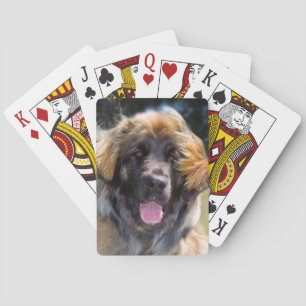 Baraja De Cartas EE. UU., California. Retrato de Leonberger sentado