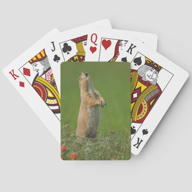 Baraja De Cartas EE. UU., Dakota del Sur, Parque Estatal Custer (Reverso)